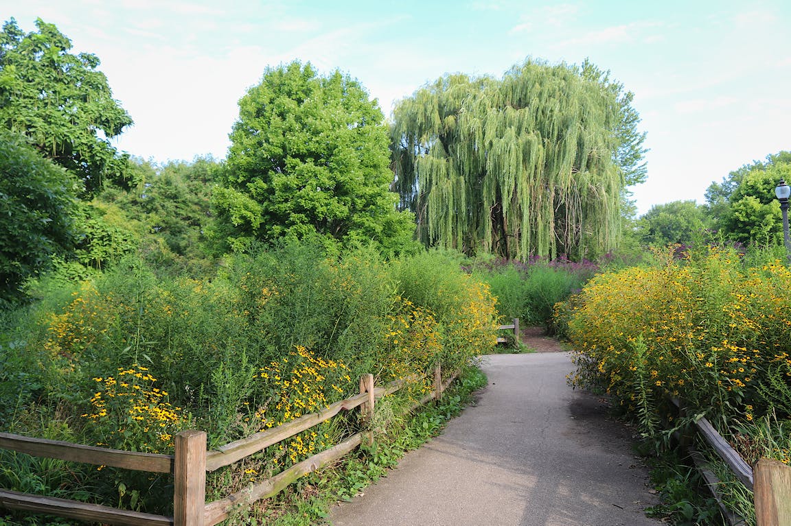 Very lush green plants and trees border a paved path.